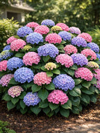 Hydrangea macrophylla 'Bailmer'