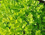 Buxus sempervirens 'Suffruticosa'