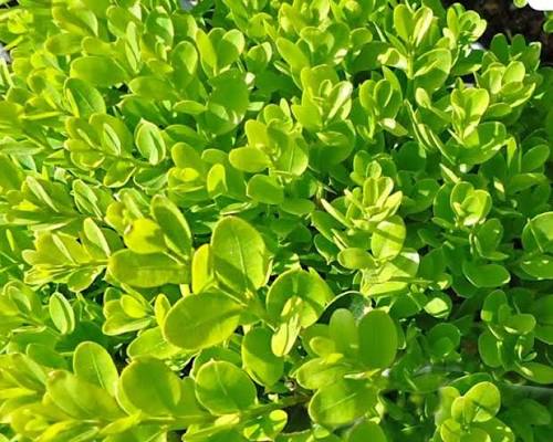Buxus sempervirens 'Suffruticosa'