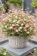 Erigeron karvinskianus