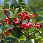 Escallonia rubra var. macrantha 'Compacta'