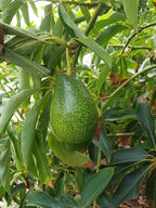 Avocado Ettinger
