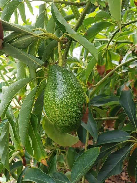 Avocado Ettinger