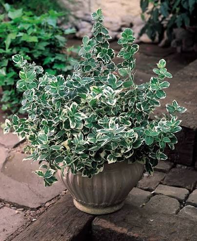Euonymus fortunei 'Emerald Gaiety'
