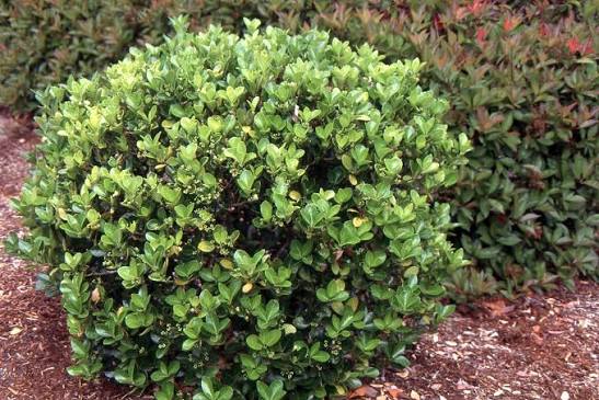 Euonymus japonicus