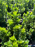 Euonymus japonicus 'Green Spire'