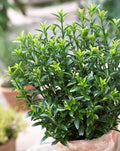 Euonymus japonicus 'Microphyllus'