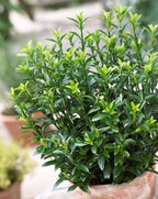 Euonymus japonicus 'Microphyllus'