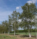 Betula pendula