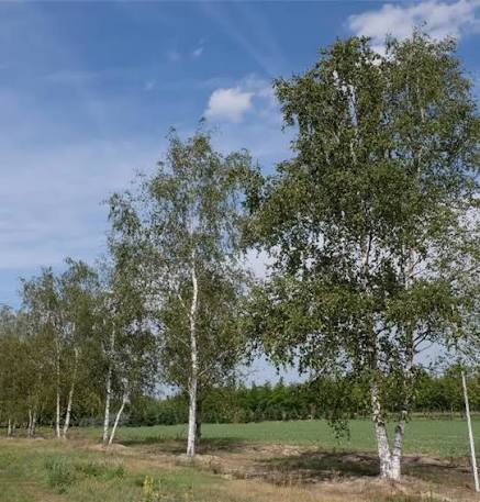 Betula pendula