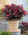 Loropetalum chinense var. rubrum 'Ever Red'