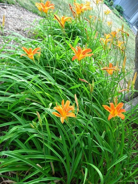 Hemerocallis × (orange, evergreen hybrid)