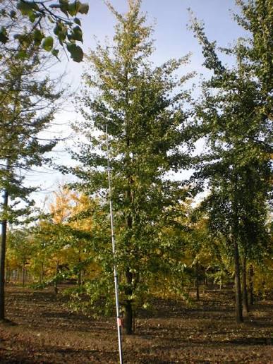 Ginkgo biloba 'Fairmont'