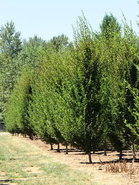 Carpinus betulus 'Fastigiata'