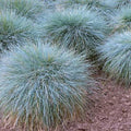 Festuca californica