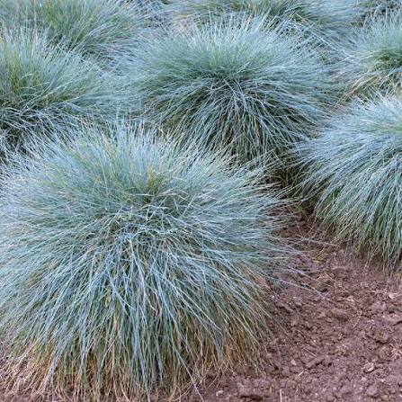 Festuca californica