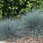 Festuca glauca 'Beyond Blue'