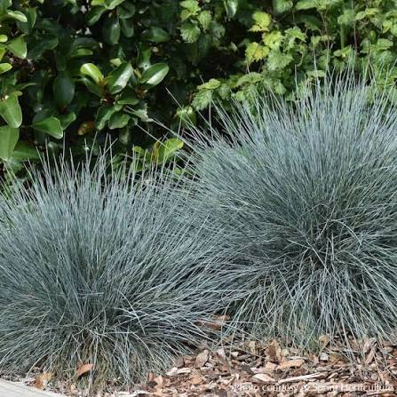 Festuca glauca 'Beyond Blue'