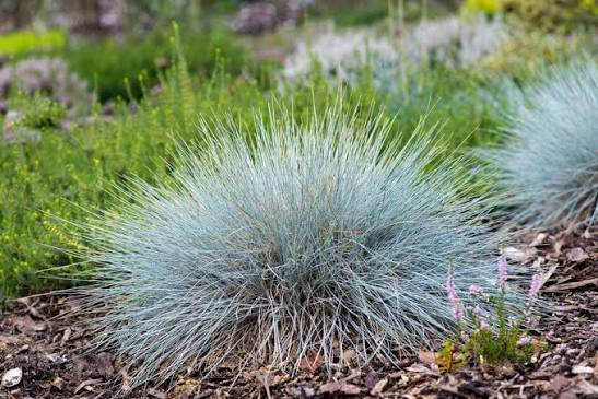 Festuca glauca 'Elijah Blue'