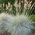 Festuca idahoensis 'Siskiyou Blue'