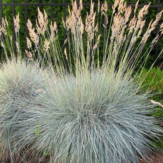 Festuca idahoensis 'Siskiyou Blue'