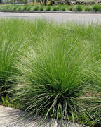Festuca mairei