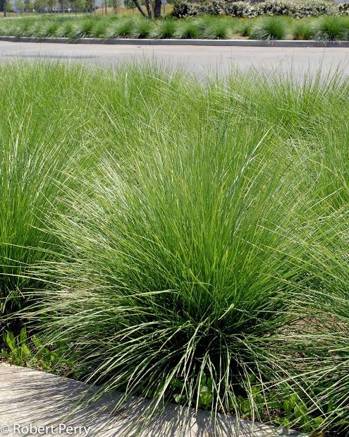Festuca mairei