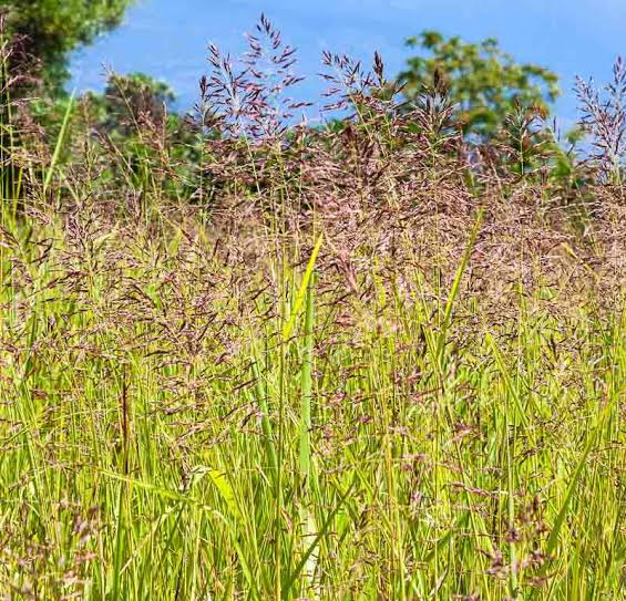 Festuca rubra