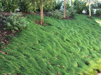 Festuca rubra 'Molate'
