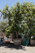Ficus altissima