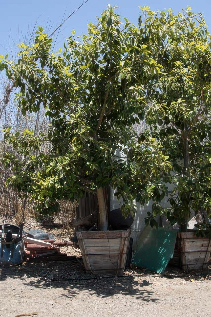 Ficus altissima