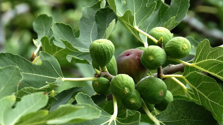 Ficus carica