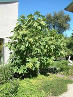 Ficus carica 'Black Mission'