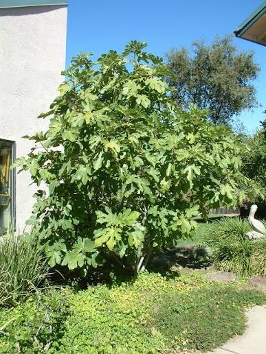 Ficus carica 'Black Mission'