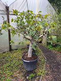 Ficus carica 'Brown Turkey'