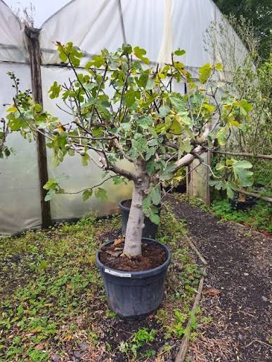 Ficus carica 'Brown Turkey'