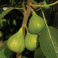 Ficus carica 'Excel'