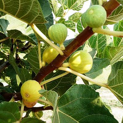Ficus carica 'Kadota'