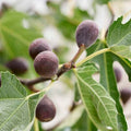 Ficus carica 'Little Miss Figgy'