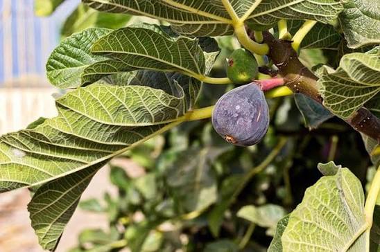 Ficus carica (assorted varieties)