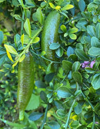 Citrus australasica (standard form)