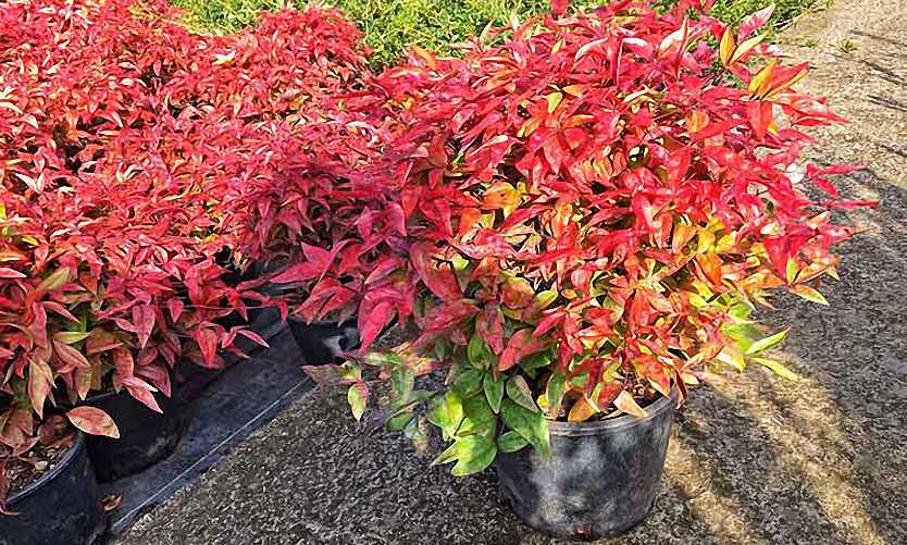 Nandina domestica 'Fire Power'
