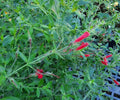 Galvezia speciosa 'Firecracker'
