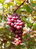 Vitis vinifera 'Flame Seedless'