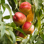 Prunus persica 'Flavor Gold'