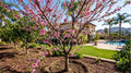 Prunus persica 'Flordaprince'