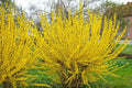 Forsythia × intermedia 'Lynwood Gold'