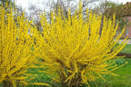 Forsythia × intermedia 'Lynwood Gold'