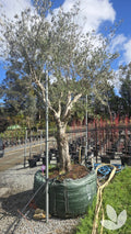 Olea europaea 'Frantoio' (multi-stem form)