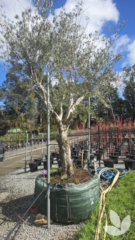 Olea europaea 'Frantoio' (multi-stem form)